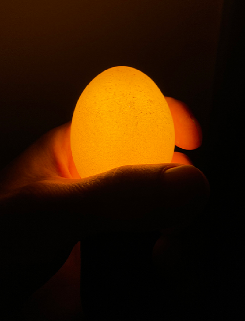 Egglamp Brown | Real Eggshell Light Bulb, Soft Warm Glow, Handmade in the Netherlands